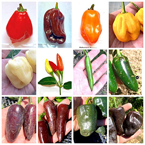 120 Semillas de CHILE en 12 Variedades Mas Popular en Mexico, Colección Mexicana: HABANERO, JALAPENO, TABASCO, SERRANO, etc