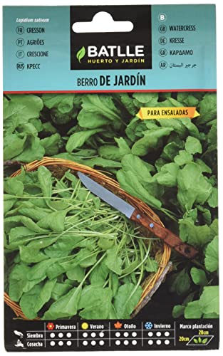 Berro JARDIN - Lepidium sativum