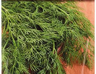 Eneldo - Anethum graveolens