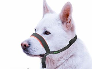 ILEPARK Correa de Adiestramiento para Perros de Piel Acolchado - Confortable al Tacto, el Collar para Perros Frena los Tirones y Deja de Tirar, Ajustable, Herramienta de Entrenamiento (L,Rojo)