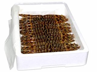 Langostino, HUELVAMAR, VIVO, 30/40 piezas por kilo - Caja de1 kg.