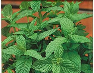 Menta Spicata (Hierbabuena)