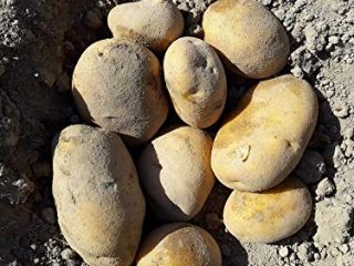PATATA AGRIA DE XINZO DE LIMIA ESPECIAL FREIR CAJA 20 KG