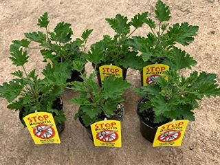 Planta Antimosquitos-Citronella-Pack 6 Plantas - Geranio (Pelargonium Graveolens)-Planta Aromática-Planta Natural- 13 cm  ø - Vipar Garden 7