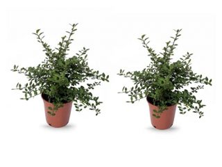 Plantas frutales de Botanicly – 2 × Caviar Cítrico – Altura: 40 cm – Microcitrus Australasica