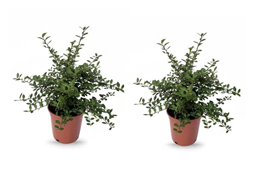 Plantas frutales de Botanicly – 2 × Caviar Cítrico – Altura: 40 cm – Microcitrus Australasica