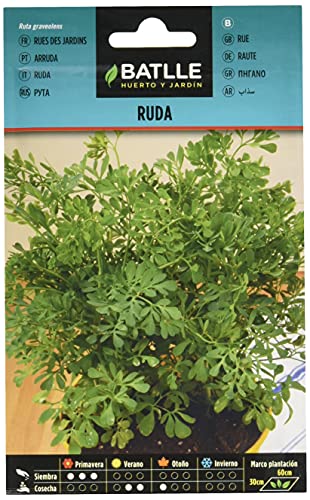 Ruda - Ruta graveolens