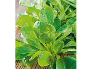 Semillas aromáticas - Canónigos (Valerianella locusta) - Mascarell