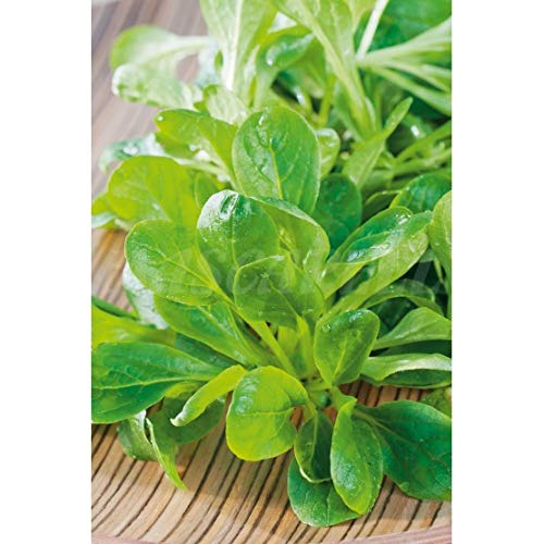 Semillas aromáticas - Canónigos (Valerianella locusta) - Mascarell