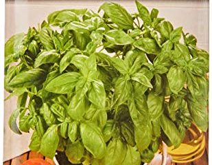 Semillas Batlle - Albahaca GIGANTE Genovesa