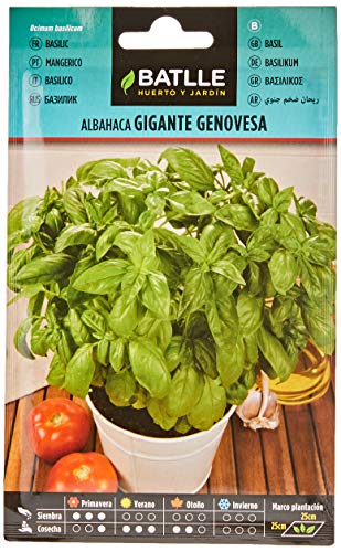 Semillas Batlle - Albahaca GIGANTE Genovesa