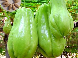 Semillas Semillas de chayote, 20Pcs / Bolsa de chayote Sol necesitan vitamina nutritiva incluidas semillas de la planta de chayote natural para jardín