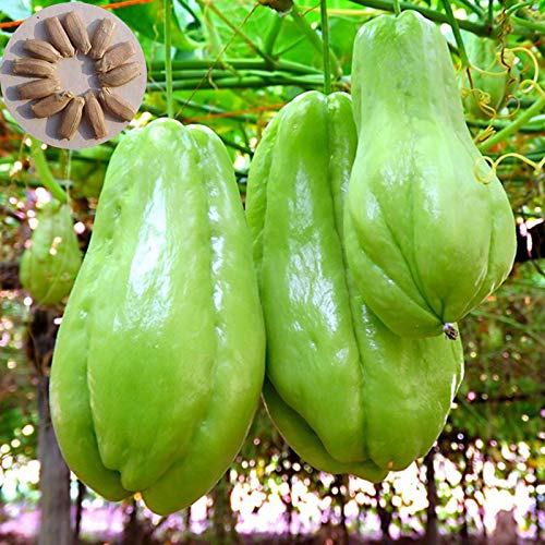 Semillas Semillas de chayote, 20Pcs / Bolsa de chayote Sol necesitan vitamina nutritiva incluidas semillas de la planta de chayote natural para jardín