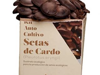 Setas Meli - Kit Autocultivo | Seta de Cardo, Fresca y Ecológica, con Sustrato Rico en Nutrientes, para los Amantes de la Naturaleza y la Cocina | 5 kg