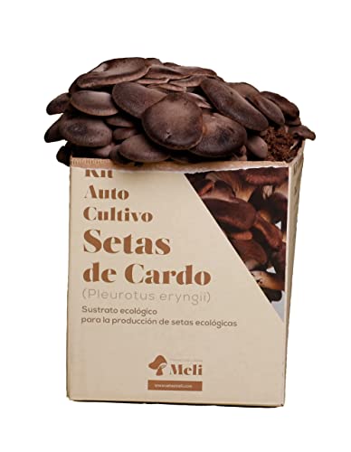 Setas Meli - Kit Autocultivo | Seta de Cardo, Fresca y Ecológica, con Sustrato Rico en Nutrientes, para los Amantes de la Naturaleza y la Cocina | 5 kg
