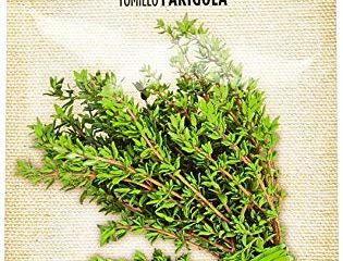 Tomillo (thymus vulgaris) - ECO