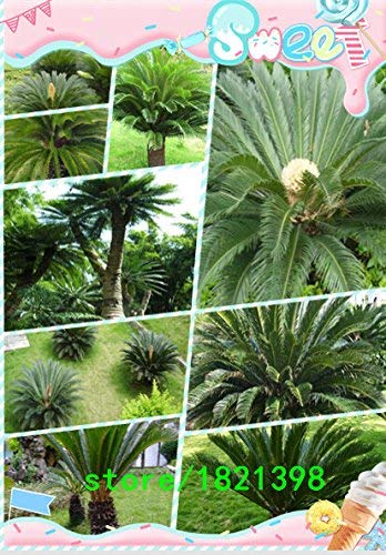 100 piezas / bolsa, Cicadáceas semillas, Cycas revoluta, balcón en maceta, la siembra es simple, la tasa de florecimiento del 95%