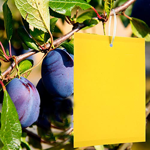 50pcs Trampas de insectos de doble cara, Ideal para Proteger de Huertos y Plantas Ornamentales, Papeles Pegajosos Amarillos Trampas de moscas para pulgones, Mineros de hojas, Polillas etc (20x15cm)