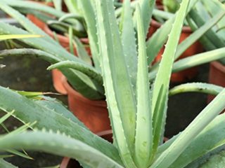 Aloe Vera Planta - Maceta 13cm. - Planta viva - (Envíos sólo a Península)
