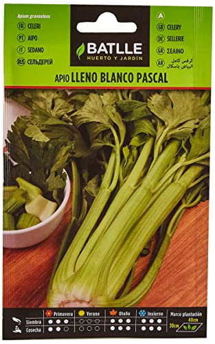 Apio Lleno Blanco PASCAL