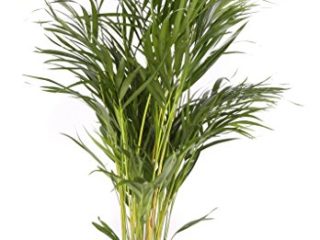 Areca maceta 17cm. - Altura total aprox. 80cm. - Planta viva - (Envío sólo a Península)