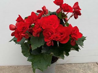 Begonia eliator - planta natural - maceta 13cm. - altura total aprox. 30cm. - apta para interior y exterior - (envíos solo a península)