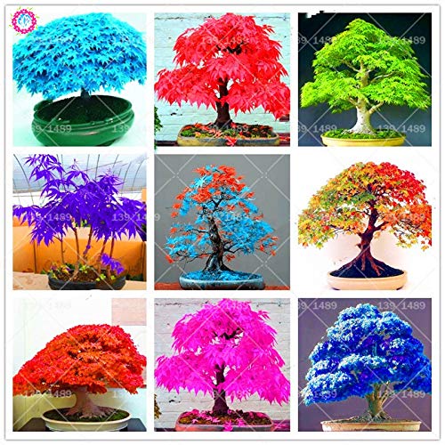 Bloom Green Co. 40pcs Mini colores mezclados Japonés azul arce árbol flores DIY Bonsai planta para oficina, balcón, jardín en casa plantas en maceta: mezcla