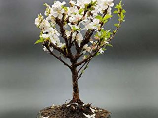 BONSAI DE CEREZO. BONSAI DE PRUNUS TOMENTOSA DE 7 AÑOS