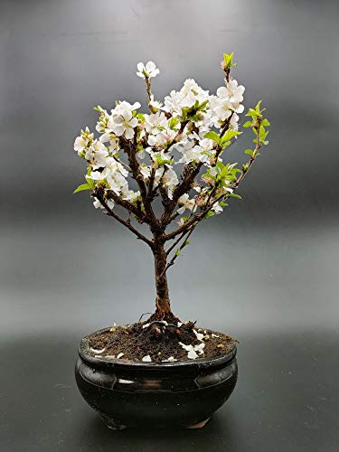 BONSAI DE CEREZO. BONSAI DE PRUNUS TOMENTOSA DE 7 AÑOS