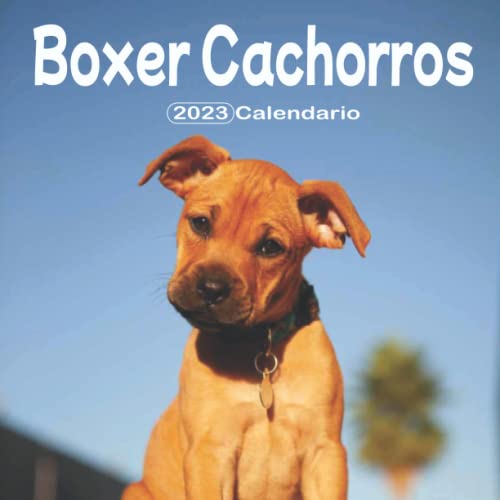 Boxer Cachorros Calendario: Calendario 2023 - 8.5''x8.5'' - Regalos para familiares y amigas amigos