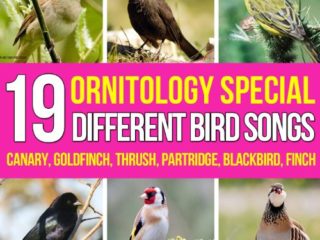 Canario Waterslager o Malinois