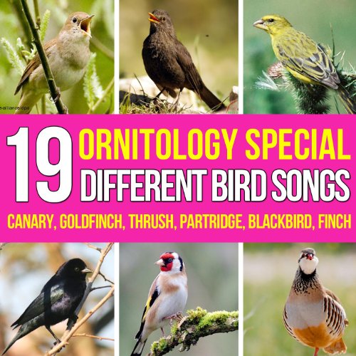 Canario Waterslager o Malinois