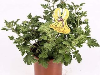 Citronella - PACK 2 unidades - Planta anti mosquitos - Maceta 15cm. - Pelargonium citrodorum/graveolens - planta aromática - planta viva - (envíos solo a península)