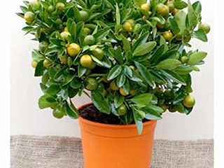 Citrus × Planta microcarpa-calamondina en maceta de 5.5 ''