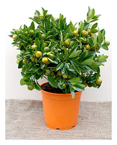 Citrus × Planta microcarpa-calamondina en maceta de 5.5 ''