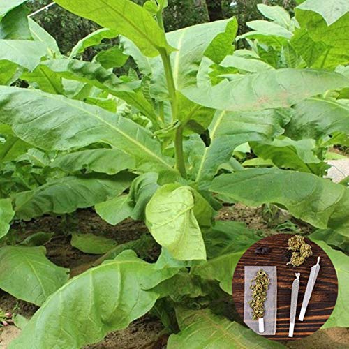 clifcragrocl Semillas orgánicas Virginia Tabaco Heirloom - Semillas de plantas frescas - Fácil de cultivar