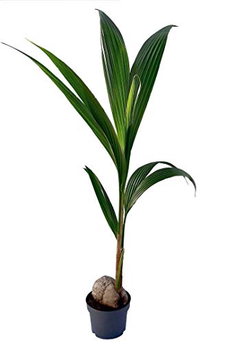 Coco nucifera - Palmera de interior - altura total aprox. 1,30m. - maceta 19cm. - planta viva - (envíos solo a península)