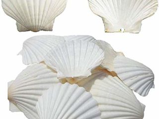 Conchas para hornear, grandes vieiras blancas naturales de Sea Beach, conchas grandes de vieiras para manualidades, decoración del hogar, 4-5 pulgadas