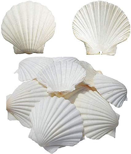 Conchas para hornear, grandes vieiras blancas naturales de Sea Beach, conchas grandes de vieiras para manualidades, decoración del hogar, 4-5 pulgadas