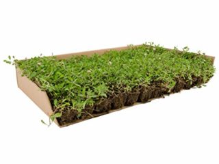 Césped de Lippia Nodiflora (x 8 m² de superficie)