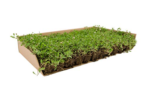 Césped de Lippia Nodiflora (x 8 m² de superficie)