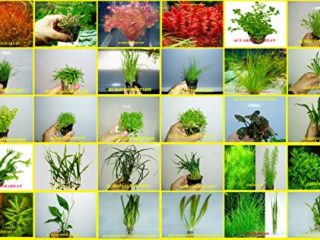Desconocido ACUARIOS MARSAN Plantas DE Acuario Hay Muchas Especies para Escoger Y Solo PAGUE UN GASTO DE Envio (AMBULIA SESSILIFLORA-5 Tallos)