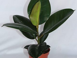 Ficus Robusta (30 cm (1 vara)) - Planta viva de interior