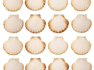 Finoly Conchas de Vieira Natural Grandes Pack 4/8/12/16 unidades para Cocina Decoración Manualidades