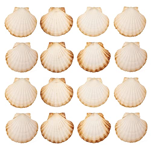 Finoly Conchas de Vieira Natural Grandes Pack 4/8/12/16 unidades para Cocina Decoración Manualidades