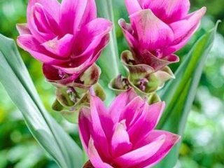 Genipap 100 semillas de flor de curcuma alismatifolia