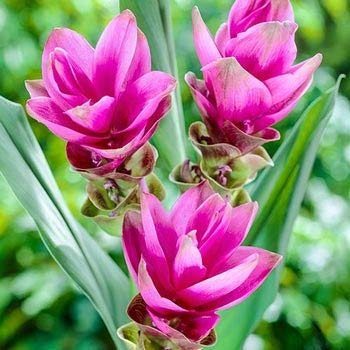 Genipap 100 semillas de flor de curcuma alismatifolia