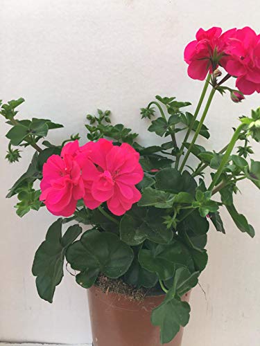 Geranio Gitanilla (Pelargonium) Pack 6 plantas 14 cm ø - Vipar Garden 10