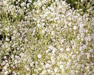 Gipsofila vivaz PANICULATA fl.Simple
