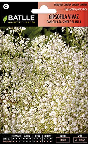 Gipsofila vivaz PANICULATA fl.Simple